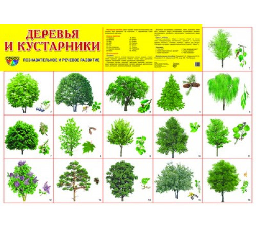Демонстрационный плакат А2. Деревья и кустарники