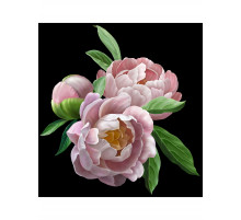 Холст с красками 40х50 см по номерам (в коробке) (30цв.) Нежные пионы (арт. Х-7113)