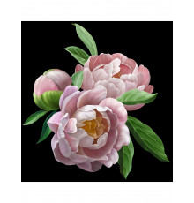 Холст с красками 40х50 см по номерам (в коробке) (30цв.) Нежные пионы (арт. Х-7113)
