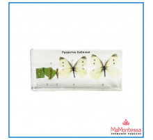 Архимед.Развитие бабочки в акриле