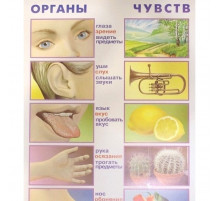 Органы чувств. (плакат)