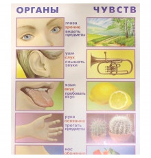 Органы чувств. (плакат)