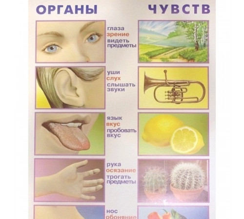 Органы чувств. (плакат) Органы чувств. (плакат)