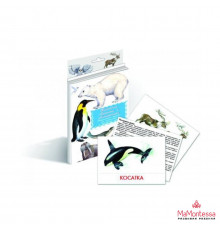 Дидактические карточки 