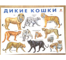 Дикие кошки. (плакат)