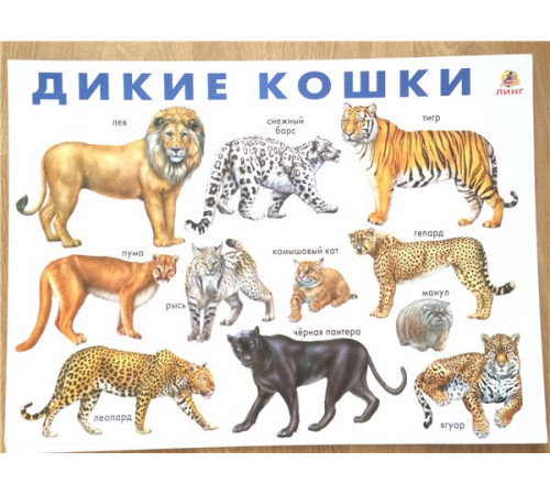 Дикие кошки. (плакат)