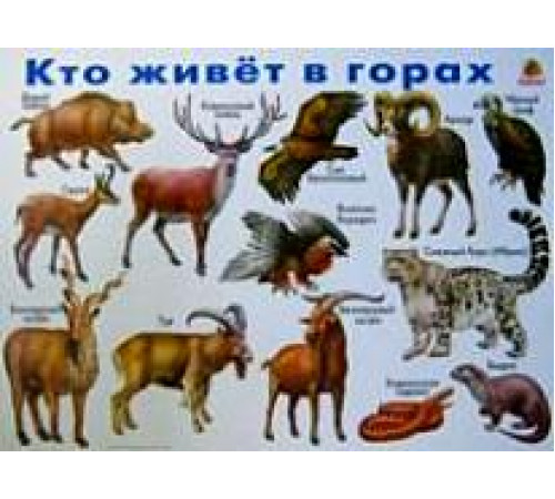 Кто живет в горах. Плакат Кто живет в горах. Плакат