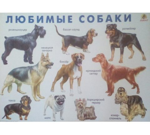 Линг.Любимые собаки.(плакат) Линг.Любимые собаки.(плакат)