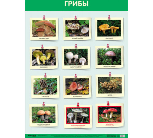 Развивающие плакаты. Грибы