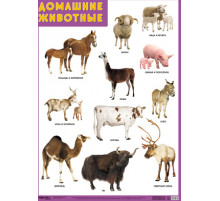 Развивающие плакаты. Домашние животные