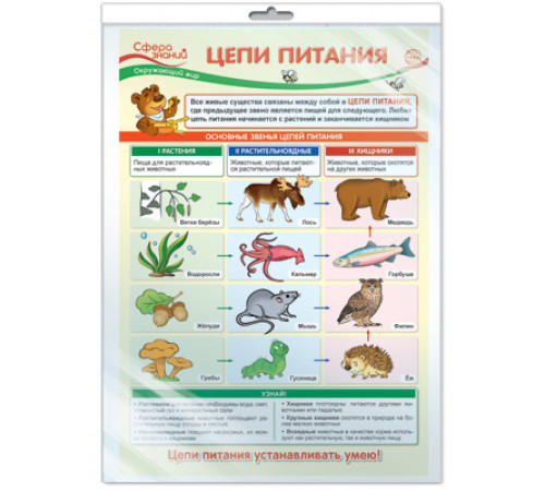 Плакат А3 Окружающий мир в начальной школе. Цепи питания (в индивидуальной упаковке)