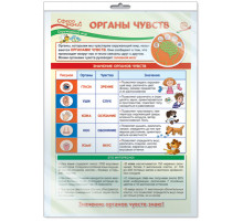 Плакат А3 Окружающий мир в начальной школе. Органы чувств (в индивидивидуальной упаковке)