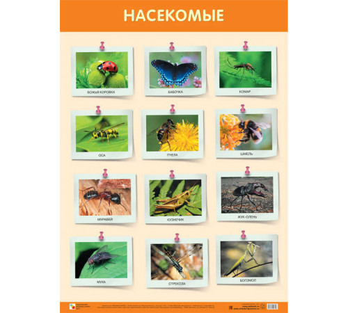 Развивающие плакаты. Насекомые Развивающие плакаты. Насекомые