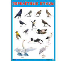 Развивающие плакаты. Перелетные птицы