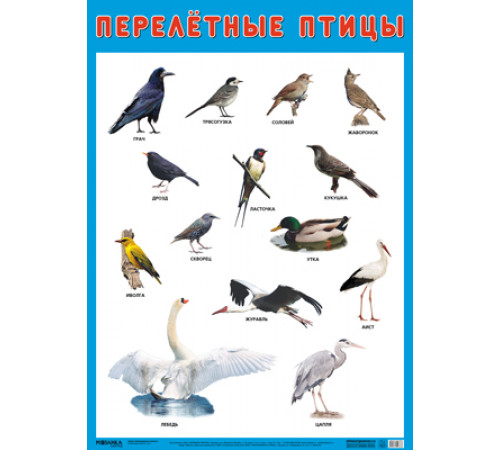 Развивающие плакаты. Перелетные птицы