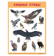 Развивающие плакаты. Хищные птицы