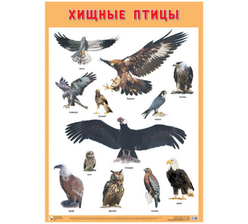 Развивающие плакаты. Хищные птицы Развивающие плакаты. Хищные птицы