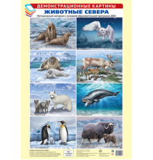 Демонстрационные картины А3. Животные Севера. Методический материал к основной образовательной программе ДОО (8 картин А3+, этикетка с текстом заданий на обороте)