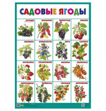 Плакат. Садовые ягоды 