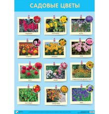 Развивающие плакаты. Садовые цветы