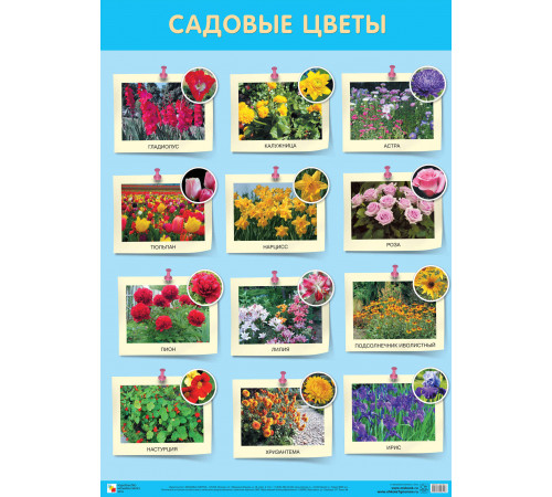 Развивающие плакаты. Садовые цветы Развивающие плакаты. Садовые цветы