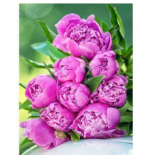 Алмаз мозаика (блест.) 30х40 см, с подр., с полн. заполн. (30цв.) Свежие пионы (арт.АЛМ-0036)