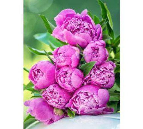 Алмаз мозаика (блест.) 30х40 см, с подр., с полн. заполн. (30цв.) Свежие пионы (арт.АЛМ-0036)