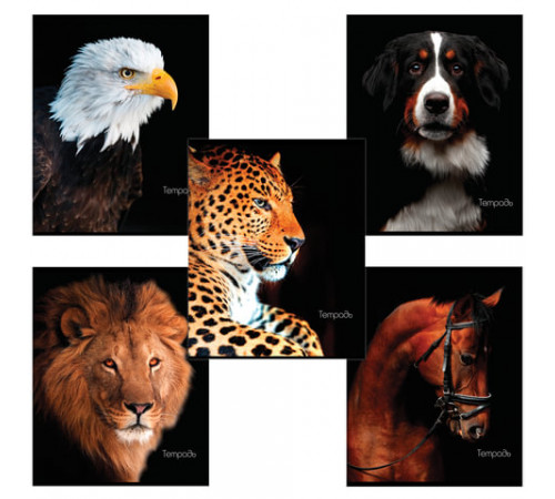 Тетрадь А5, 48 л., BRAUBERG, клетка, обложка картон, ЖИВОТНЫЕ, 403034