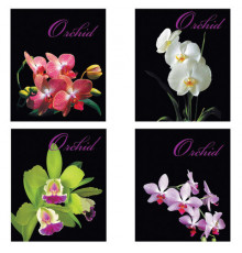 Тетрадь А5, 48 л., BRAUBERG ЭКО, клетка, обложка картон, ОРХИДЕИ, 401287