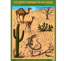 Плакат. Кто долго обходится без воды