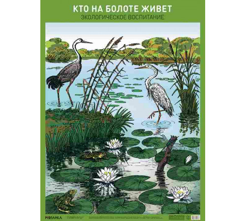 Плакат. Кто на болоте живет