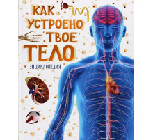 Как устроено твое тело