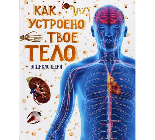 Как устроено твое тело
