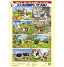 Демонстрационные картины А3. Домашние птицы. Методический материал к основной образовательной программе ДОО (8 картин А3+, этикетка с текстом заданий на обороте)