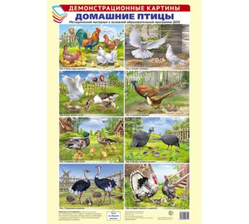 Демонстрационные картины А3. Домашние птицы. Методический материал к основной образовательной программе ДОО (8 картин А3+, этикетка с текстом заданий на обороте) Демонстрационные картины А3. Домашние птицы. Методический материал к основной образовательной программе ДОО (8 картин А3+, этикетка с текстом заданий на обороте)